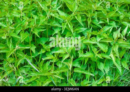 Frische grüne Brennnesselpflanzen dichte Laubhintergrundtextur in wilder Natur Stockfoto