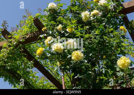 Niedriger Blickwinkel auf gelbe Blüten der Kletterrose Rose Rosa auf einer hölzernen Pergola Stockfoto