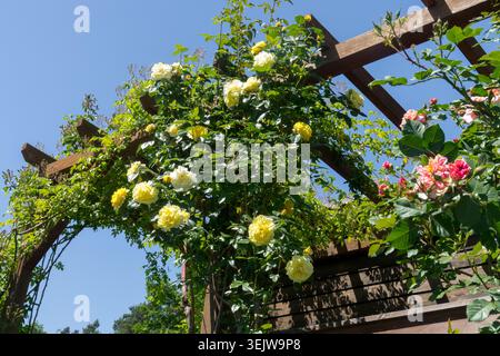 Niedriger Blickwinkel auf gelbe Blüten der Kletterrose Rose Rosa auf einer hölzernen Pergola Stockfoto