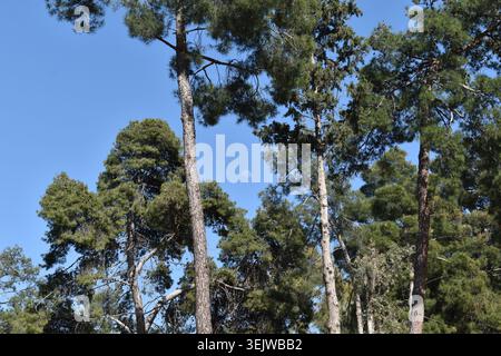 Horizontale Aufnahme von hohen Kiefern mit grünen Ästen, die den Mond bei Tag in einem klaren blauen Himmel in einem öffentlichen Park umrahmen Stockfoto