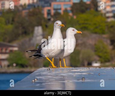Zwei Möwen stehen nebeneinander auf einem Metalldock mit Wasser und weichem Stadthintergrund, aufgenommen bei warmem Tageslicht und einem ruhigen Ambiente im Freien. Stockfoto