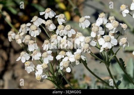 Weiße Blüten von Regenschirm Schafgarbe Achillea umbellata in einem Steingarten Stockfoto