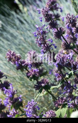 Violette Blüten der Persischen Katzenminze Nepeta racemosa Stockfoto
