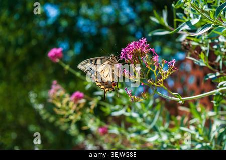 Nahaufnahme eines Schwalbenschwanzes aus der alten Welt - Papilio Machaon - in der französischen provence, nahe der Stadt Cotignac. Stockfoto