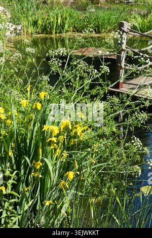 Gelbe Blüten der Gelben Flagge Iris pseudacorus und weiße Kuh Petersilie Anthriscus sylvestris an einem Teich mit Holzsteg in einem Sommergarten Stockfoto