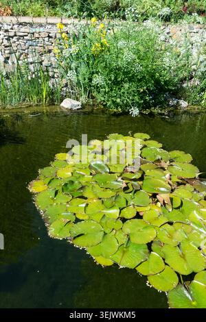 Grüne Blätter der Weißen Seerose Nymphaea, die im Sommer auf der Wasseroberfläche eines Gartenteichs schwimmen Stockfoto