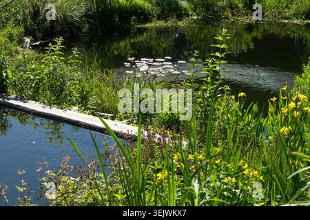 Weitwinkelansicht der gelben Blumen der Gelben Flagge Iris pseudacorus und Wasserlilie Nymphaea Pads auf einem Teich in einem Sommergarten Stockfoto