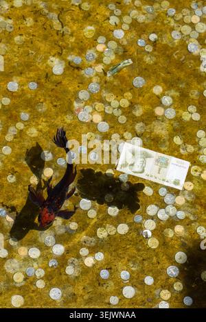 Ein schwarz-oranger Koi-Karpfen schwimmt in einem flachen Teich, dessen Boden mit zahlreichen Münzen und einer chinesischen 1-Yuan-Banknote bedeckt ist. Stockfoto