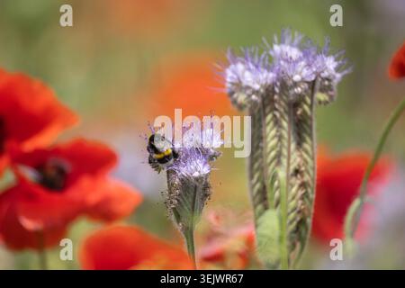 Hummeln füttern lila phacelia-Blüten in einem bunten Feld mit roten Mohnblumen im Hintergrund. Stockfoto