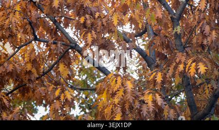 Herbst; Eiche; Blätter; Baum; Hintergrund; gelb; broun Stockfoto