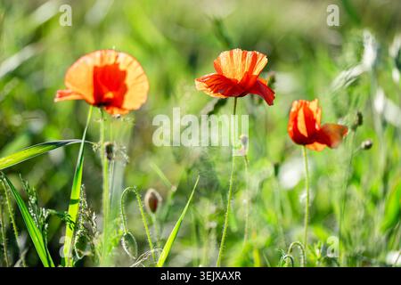 Gruppe von roten Mohnblumen, Papaver Rhoeas, hinterleuchtet durch Sonnenlicht auf grüner Wiese mit durchscheinenden Blütenblättern und weichem Hintergrund, der natürliche Schönheit und Fragi zeigt Stockfoto