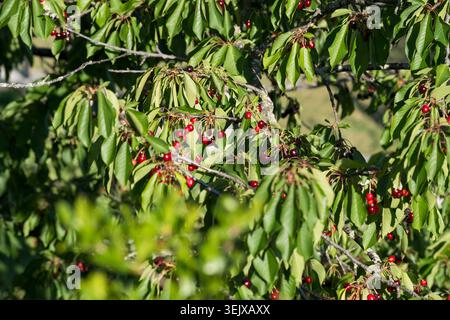 Kirschbaum, Prunus avium, mit Reifen roten Früchten zwischen grünen Blättern unter Sonnenlicht, die natürliche Textur und Sommervegetation in Montefeltro, Marken zeigen Stockfoto