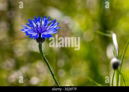 Blaue Kornblume blüht auf einer sonnendurchfluteten Wiese mit leuchtenden Blütenblättern, sanftem grünem Bokeh und selektivem Fokus und schafft eine natürliche Sommerszene. Stockfoto