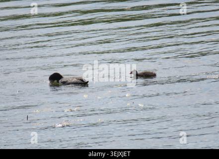 Eurasian Coot auf dem Wasser und eine Eurasian Coot Chick. Fulica atra Stockfoto