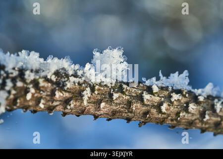 Makroansicht empfindlicher Schneekristalle und Frost, die sich im Winterlicht an einem strukturierten Baumzweig festhalten Stockfoto