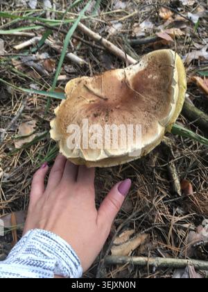 Pilzernte im Wald Stockfoto