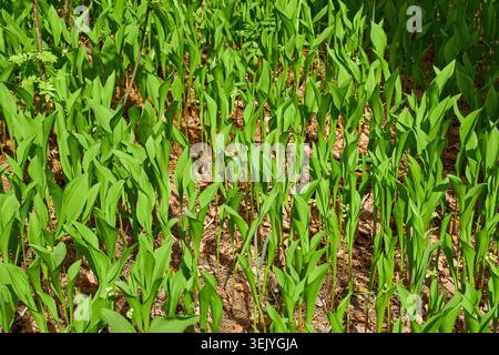 Nahaufnahme von frischen jungen Grünsprossen, möglicherweise Allium victorialis (Alpenlachs), die im Frühjahr kräftig aus dunklem, feuchtem Boden sprießen. Neues Leben Stockfoto