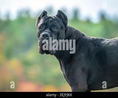 Ausgewachsener männlicher Cane Corso oder italienischer Mastiff Junghund Stockfoto
