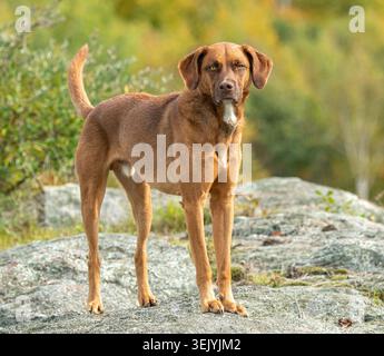 Rhodesian Ridgeback-Hund steht auf einem Felsen Stockfoto