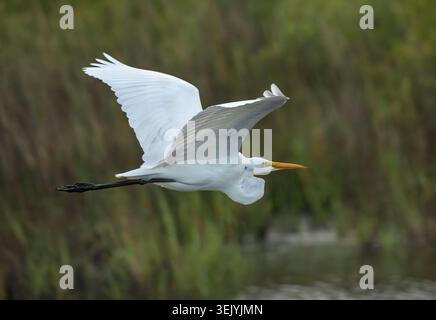 Großer Egret im Flug über Feuchtgebiete Stockfoto
