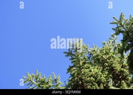Flacher Blick auf grüne Fichtenspitzen vor klarem blauem Himmel an einem sonnigen Tag in Ontario, Kanada. Stockfoto