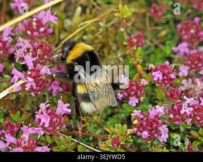 Weißschwanzige Hummel (Bombus lucorum) füttert an kleinen violetten Blüten von Wildem Thymian (Thymus polytrichus) in Cumbria, England, UK Stockfoto