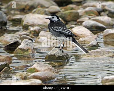 Erwachsene Rattenschwanz (Motacilla alba yarrellii) schwarz-weiße Passerine Vögel jagen Insekten am Hochlauf - Cumbria, England Großbritannien Stockfoto