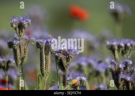 Violette phacelia Blüten wachsen auf einer Wildblumenwiese, Nahaufnahme Naturfotografie mit weichem, verschwommenem Hintergrund. Stockfoto