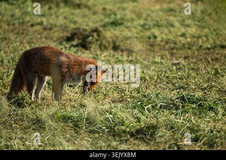 Rotfuchs auf der Suche nach Beute in frisch gemähtem Gras auf einer Wiese, Wildtiere in natürlicher Umgebung. Stockfoto