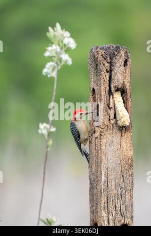 Ein markanter Rotbauchspecht schmiegt sich an eine rustikale Pfostenauge an, die elegant von einem zarten weißen Blütenstiel eingerahmt wird. Stockfoto