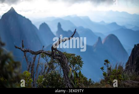 Verdrehter Baum im Vordergrund mit mehrschichtigen Berggipfeln im Hintergrund, die die raue Schönheit und die ruhige Atmosphäre des Brasilianischen einfangen. Stockfoto