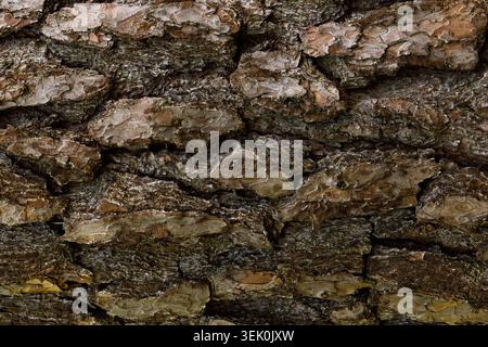 Baumrinde Textur Hintergrund Nahaufnahme natürliches Holzmuster Stockfoto