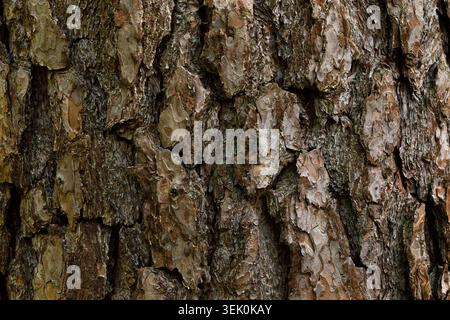 Baumrinde Textur Hintergrund Nahaufnahme natürliches Holzmuster Stockfoto