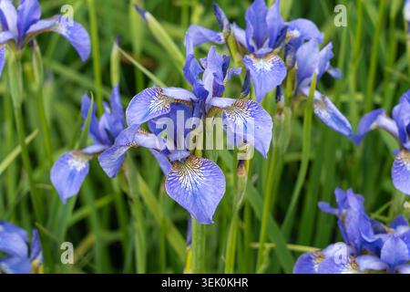 Sibirische Iris Blumen (Iris Sibirica) in den Lost Gardens von Heligan, Cornwall, Großbritannien. Hier eine Sorte namens Perry's Blue oder Sibirische Flagge Stockfoto