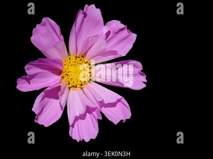 Nahaufnahme einer rosafarbenen Kosmos-Blume (Cosmos bipinnatus) mit zarten Blütenblättern und einem hellgelben Zentrum, isoliert vor einem dunkelschwarzen Hintergrund. Detaile Stockfoto