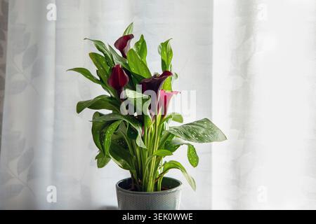 Violette Calla Lilie Zantedeschia aethiopica wächst drinnen in einem blauen Blumentopf. Stockfoto