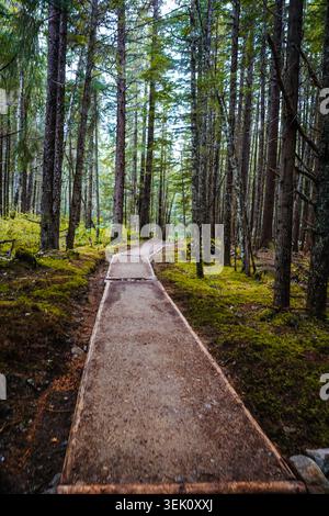 Schotterwanderweg schlängelt sich durch einen dichten grünen Wald mit hohen Bäumen in Alaska Stockfoto