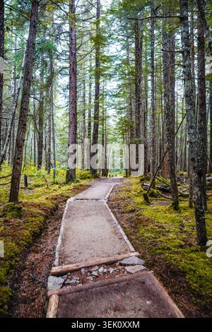 Schotterwanderweg schlängelt sich durch einen dichten grünen Wald mit hohen Bäumen in Alaska Stockfoto