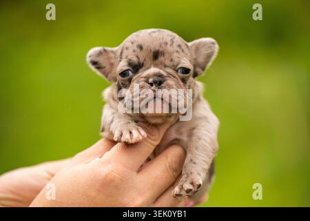 Kleiner merle französischer Bulldog-Welpe in Händen gehalten Stockfoto