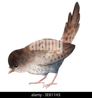 Niedliche Aquarellzornvogel-Illustration mit weichen braunen Federn und erhöhtem Schwanz. Handgemalt isoliert auf Hintergrund Stockfoto