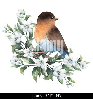 Zartes Aquarell robin Vogel auf einem Jasminzweig mit weißen Blumen, grünen Blättern. Handgemalt isoliert auf Hintergrund Stockfoto