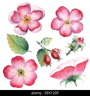 Hagebuttenblüten-Set mit rosafarbenen Blüten, Blättern, Knospen und Beeren. Handgemalt isoliert auf Hintergrund Stockfoto