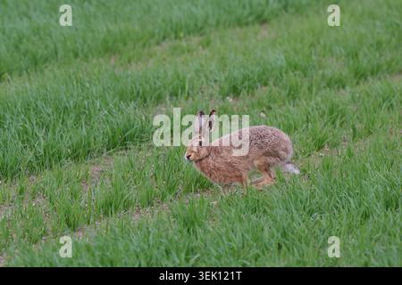 Ein Hase in Bewegung auf einem kürzlich gesäten Feld Stockfoto