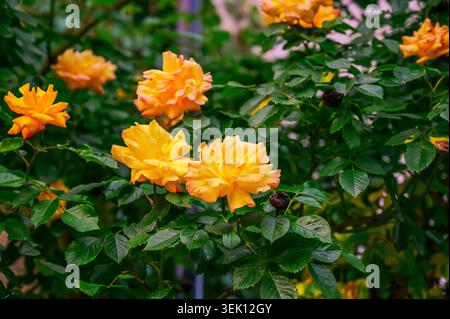 Leuchtend gelbe Rosen blühen auf einem üppig grünen Busch in weichem natürlichem Licht Stockfoto
