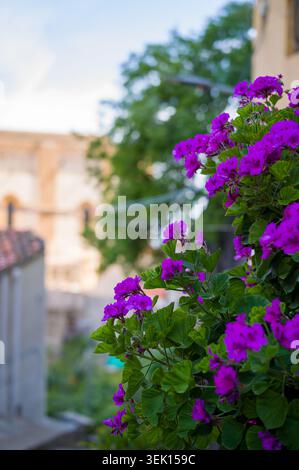 Diese leuchtend violetten Geranien blühen auf einem Balkon und verleihen der rustikalen, verschwommenen Architektur des Dorfes einen Hauch von natürlicher Schönheit und Farbe Stockfoto