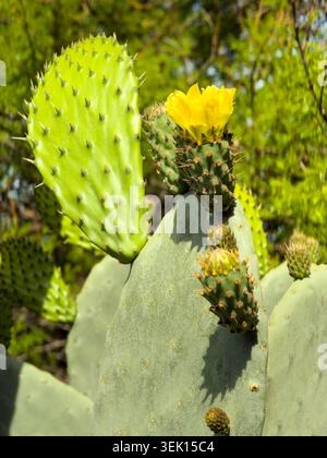 Auf diesem Kaktuskaktus blüht eine hellgelbe Blüte, die eine Phase des saisonalen Wachstums und der Fortpflanzung markiert, während mehrere Knospen in der Nähe sich auf die B vorbereiten Stockfoto