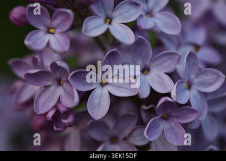 Nahaufnahme blühender lila Fliederblüten mit weichem Bokeh-Hintergrund im Frühlingsgarten. Stockfoto