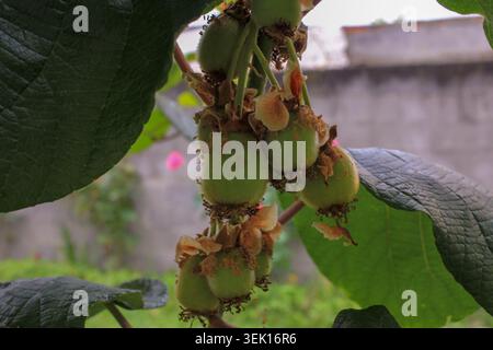 Nahaufnahme kleiner, unreifer Kiwis, die sich auf einem Kiwibaum mit großen grünen Blättern in einem Garten entwickeln. Stockfoto