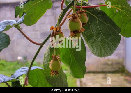 Eine detaillierte Nahaufnahme winziger, flauschiger grüner Kiwis in einem frühen Stadium des Wachstums, die an einer Rebe hängen, umgeben von großen, lebhaften Blättern. Stockfoto