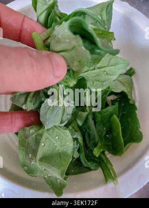 Nahaufnahme einer Hand eines Mannes, der ein frisches, nasses grünes Spinatblatt mit Wassertröpfchen hält und gesundes Bio-Gemüse für das Kochen im Kit vorbereitet Stockfoto